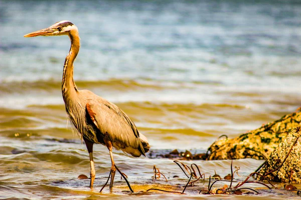 Velká modrá volavka Ardea herodias - Fort Myers Beach, Florida — Stock fotografie