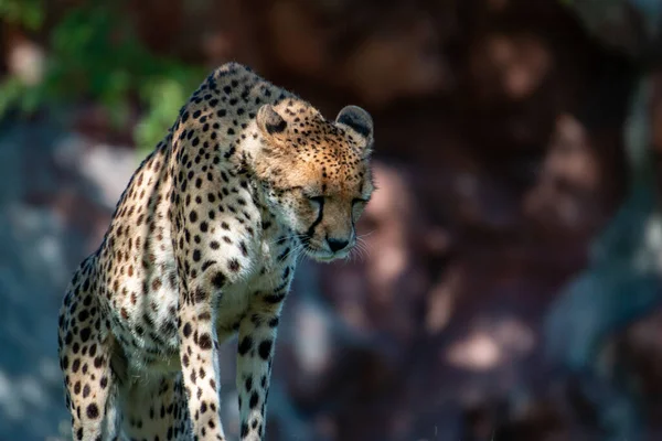 Gepardengesicht, Aminonyx jubatus, Detailaufnahme Porträt einer Wildkatze. Das schnellste Säugetier auf dem Land, etosha np, namibia. Wildtiere. Szene aus der afrikanischen Natur. — Stockfoto