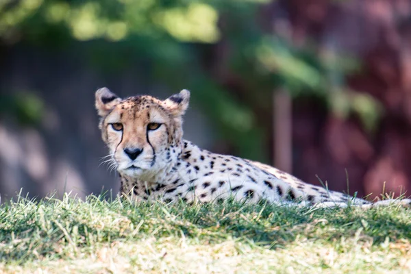 A preguiçosa Cheetah deitada na relva. Um chita preguiçoso deitado na grama . — Fotografia de Stock