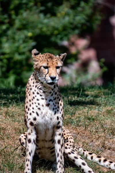 Chita sentada em África. Chita sentada em arbusto selvagem na África do Sul — Fotografia de Stock