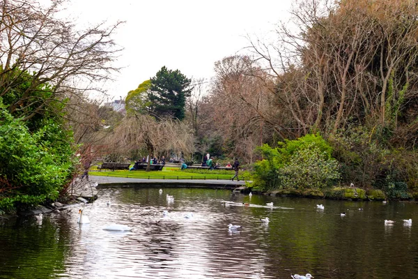 Um parque na Irlanda dublin que tem muitas gaivotas. — Fotografia de Stock