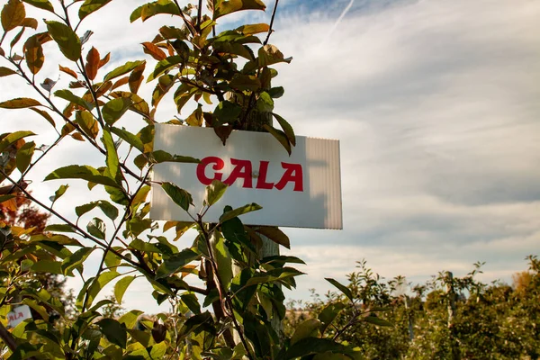 Een appelboomgaard. Gala appels groeien op een boomgaard — Stockfoto