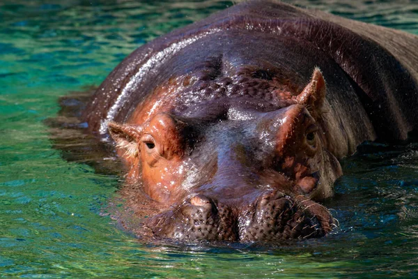 Hippopotame dans l'eau Afrique du Sud. Hippopotame dans l'eau regardant directement la caméra — Photo