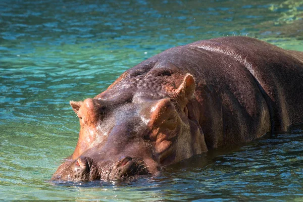 Hippopotame dans l'eau Afrique du Sud. Hippopotame dans l'eau regardant directement la caméra — Photo