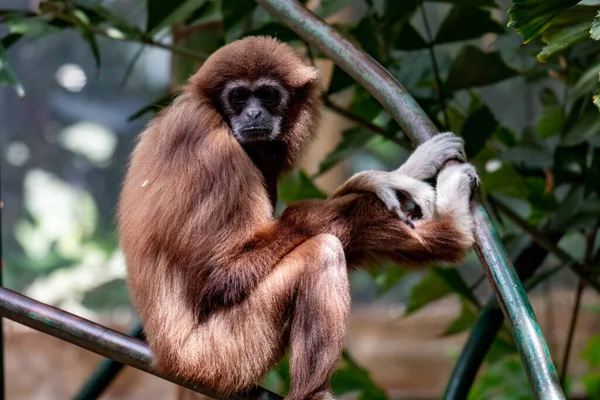 Mono Gibbon. Aguantando a la tres. especies amenazadas — Foto de Stock