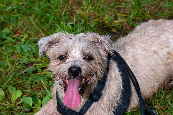 Minik köpek suratlı şirin şey.