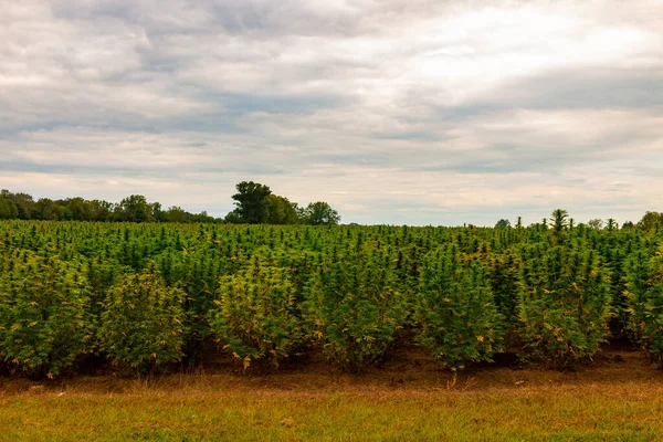 Kenevir tarlası. Renkli SunsetSky ve Çimenli Peyzaj - Marihuana Bitkileri.
