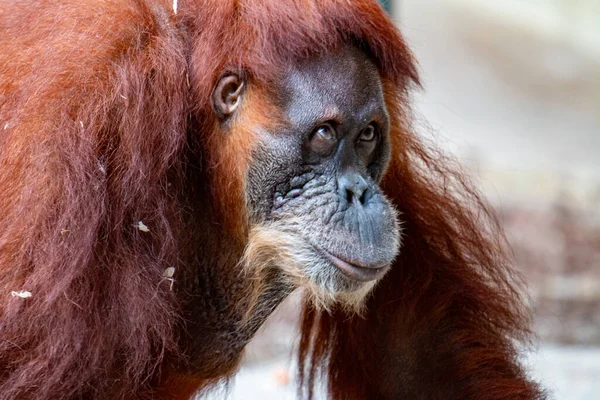 Portret pięknej kobiety orangutanki — Zdjęcie stockowe