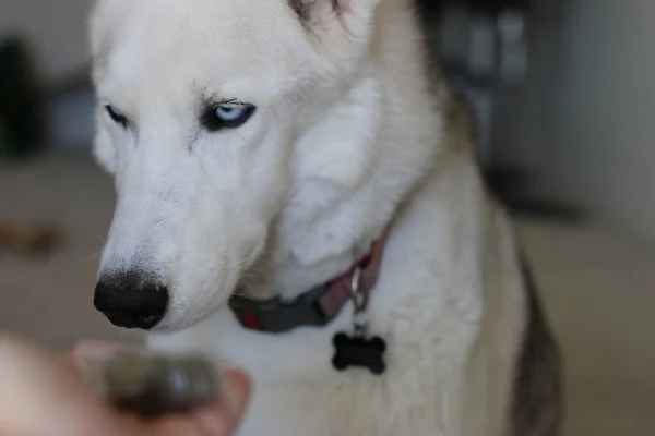 Een Zak Marihuana Vasthouden Voor Een Husky Dog Thema Van — Stockfoto