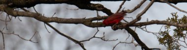 Kardinal kar fırtınasında ağaç dalında.
