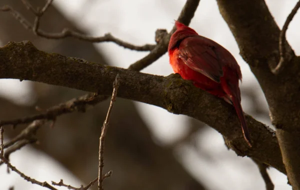 Cardinal Ramură Copac Într Furtună Zăpadă — Fotografie, imagine de stoc