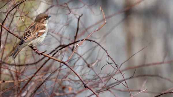 Tree Sparrow Isolated White Passer Montanus — Stock Photo, Image