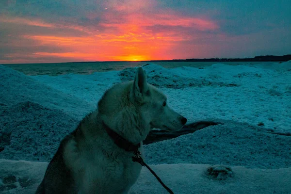 Siberian Husky Beach Winter Sunset — Stock Photo, Image