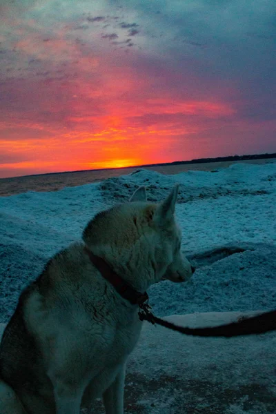 Siberian Husky Beach Winter Sunset — Stock Photo, Image