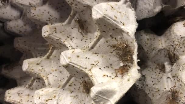 Crickets sur des oeufs plats en carton prêts à être servis aux reptiles — Video