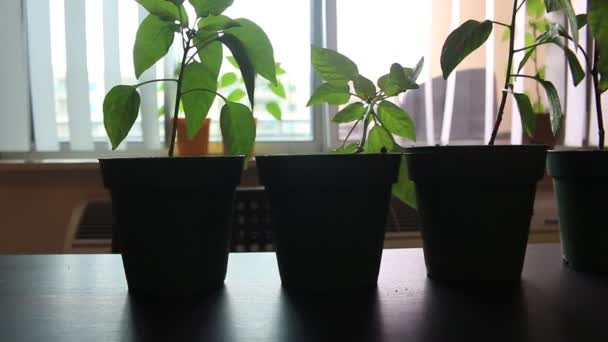 Rostliny pepře připravené k transplantaci venku — Stock video