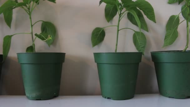 Pepper plants ready to be transplanted outdoors — Stock Video