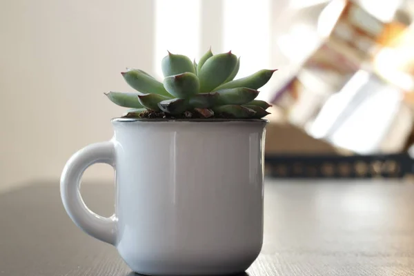 Groep Van Verschillende Indoor Cactussen Sappige Planten Potten Geïsoleerd Een — Stockfoto