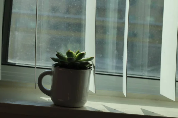 Groep Van Verschillende Indoor Cactussen Sappige Planten Potten Geïsoleerd Een — Stockfoto