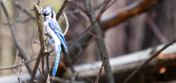 A Blue Jay perched on tree branch