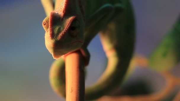 Verde camaleón velado primer plano vídeo — Vídeo de stock