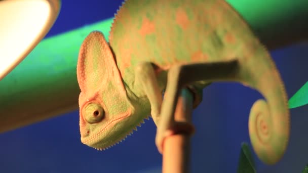 Verde camaleão velado close up vídeo — Vídeo de Stock