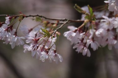 'Prunus Kanzan' ın güzel pembe çiçek açan Japon kiraz ağacının yakın plan görüntüsü.