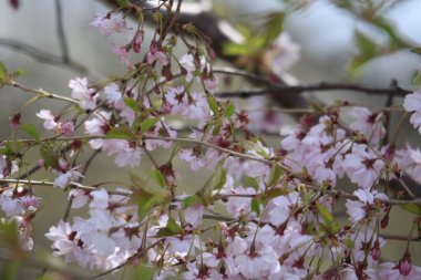 'Prunus Kanzan' ın güzel pembe çiçek açan Japon kiraz ağacının yakın plan görüntüsü.