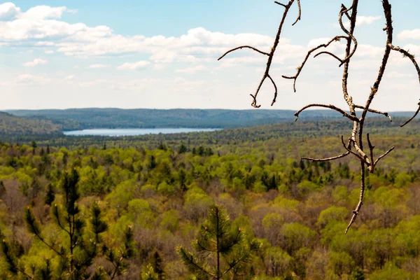 Sendero Algonquin Park Ontario Canadá —  Fotos de Stock