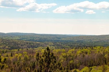 Algonquin Park, Ontario, Kanada 'da patika