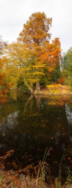 Sonbahar ağaçlar göl'yansıtan