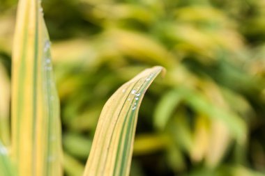 Sonbahar bambu ağaçları renkli yaprakları ile