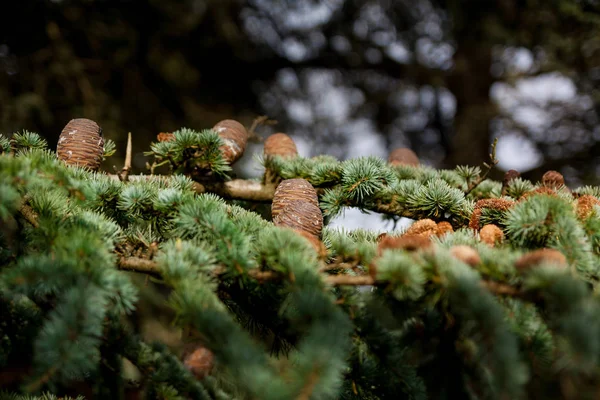 Cône de pin dans l'arbre gros plan — Photo