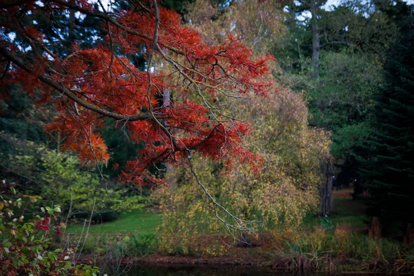 Hojas rojas en rama de otoño — Foto de Stock