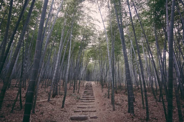 yoğun bambu ormanı