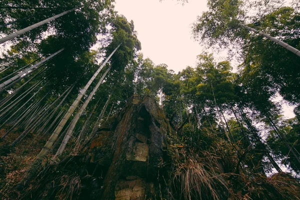 yoğun bambu ormanı