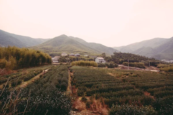 Thee oogst velden in China — Stockfoto