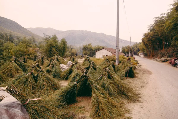 Çin alanlarında hasat bambu