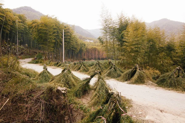 Çin alanlarında hasat bambu