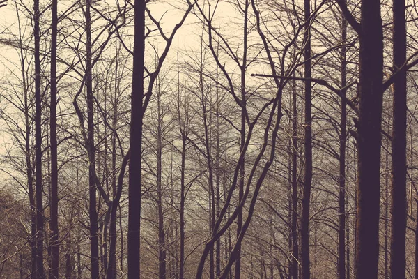 Bosque Shillioeted en invierno Imágenes de stock libres de derechos