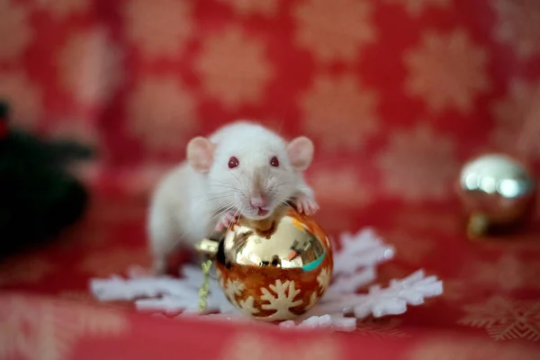 Rata de Navidad Símbolo del nuevo año 2020. Tarjeta de Navidad. Año Nuevo chino 2020. Juguetes de Navidad, bokeh . — Foto de Stock