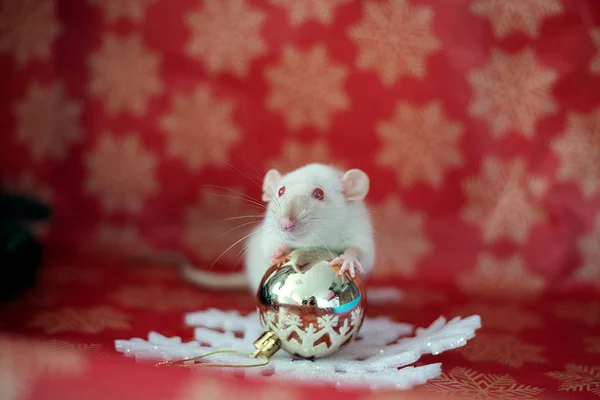 Rata de Navidad Símbolo del nuevo año 2020. Tarjeta de Navidad. Año Nuevo chino 2020. Juguetes de Navidad, bokeh . — Foto de Stock