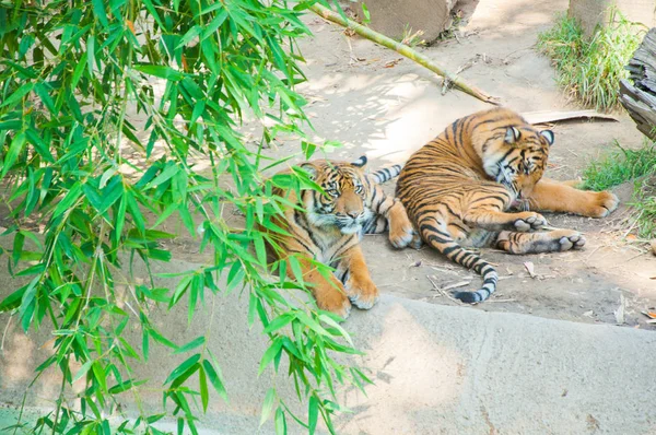 Dva royal bengálského tygra v zoo v los angeles — Stock fotografie