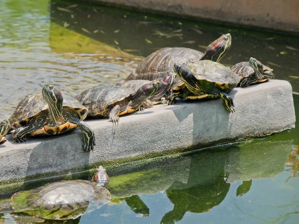 Schildkröten beim Sonnenbad — Stockfoto