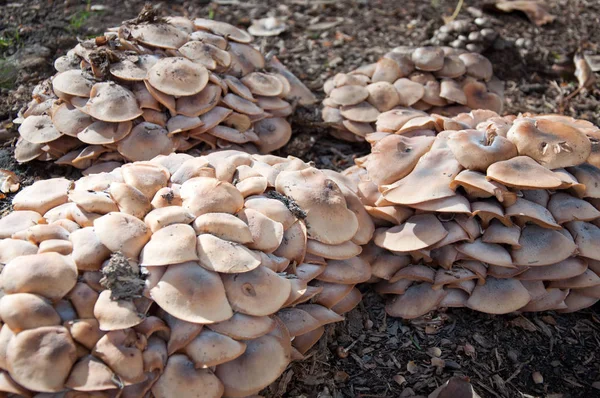 Schwefelbüschel, ein giftiger Pilz. — Stockfoto