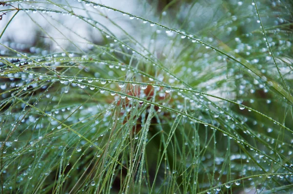 Närbild Visa papyrus grön växt som bakgrund abstrakta — Stockfoto