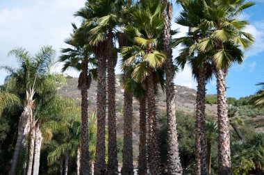 Central Park'ta bulutlar ile güneşli gün