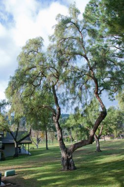 Central Park'ta bulutlar ile güneşli gün