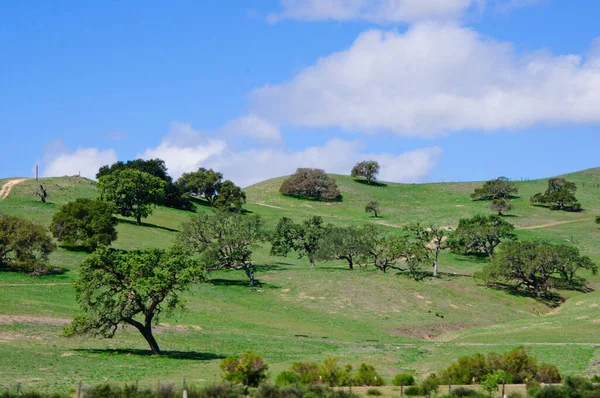Vue sur la colline dans un nord de la Californie. Le soleil a peint les arbres ronds avec de magnifiques bords éclairés étonnants dans ce paysage vert . — Photo