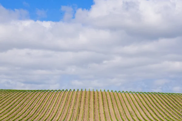 Utsikt över Hillside i norra Kalifornien. Solen målade runda träd med fantastiska vackra upplysta kanter i detta gröna landskap. — Stockfoto